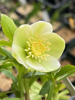 ヘルツェhyb【Og4】