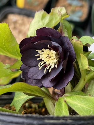 デュメ系ダークdd【Og6】