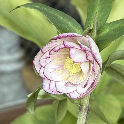 公認)プリマヴェーラ【ka288】dd多弁系プリマヴェーラ　ホワイトゴールド&times;dd多弁系プリマヴェーラ(Gold Hyb)