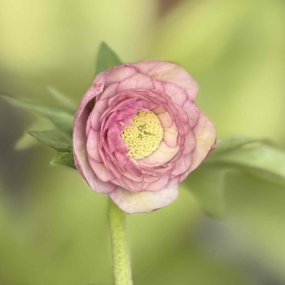 【ka289】dd多弁小輪レッドグラデーション&times;dd多弁系グロスダークレッド