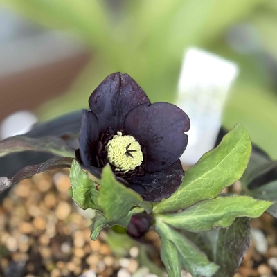 【ka290】sd多弁系ブラック&times;dd多弁系グロスディープレッド