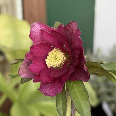 公認）グロッシーカラー☆【ka291】dd多弁系グロスチョコレート&times;dd多弁小輪ディープレッド　直径５㎝