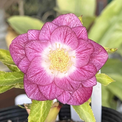 公認）紅白の輝き【ka292】ddグロス系ホワイトゴールド&times;グロス紅白エース