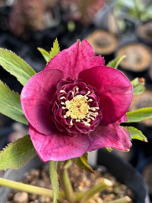 公認）アンティークモーリー【ka298】