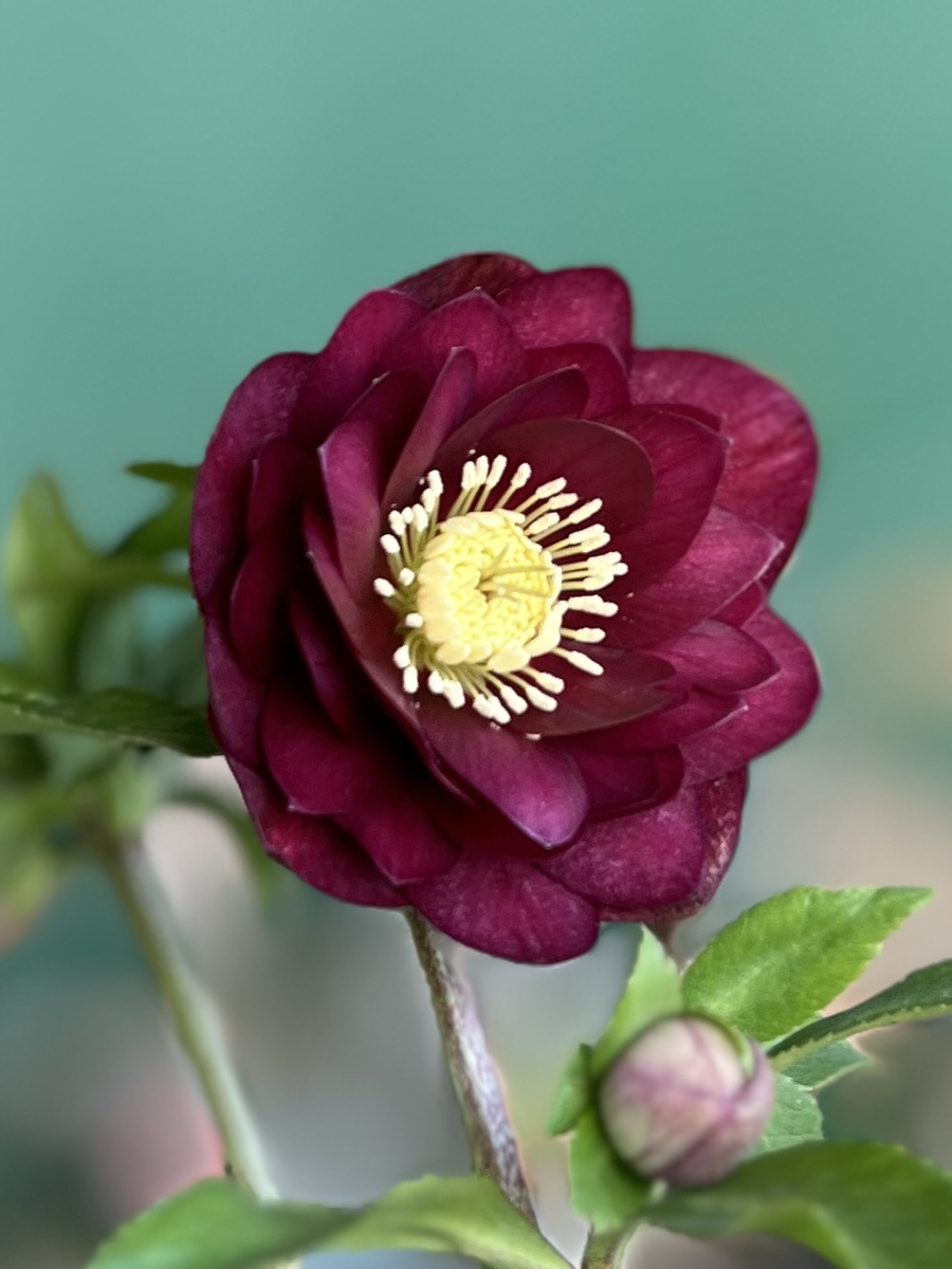 公認）キラメキ⭐︎レッド 【ka300】 | グリーンホビー