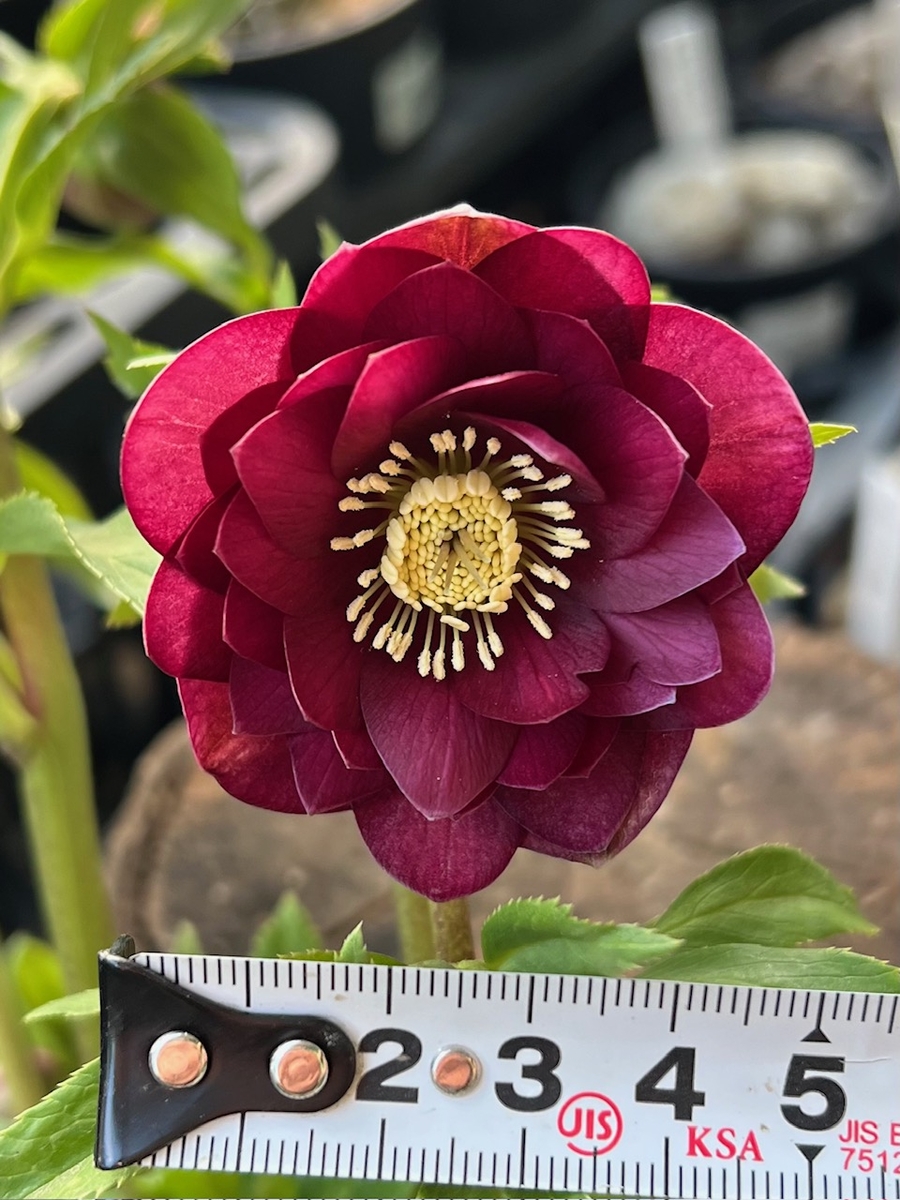 キラメキ⭐︎多弁レッド×キラメキ⭐︎赤しべ☆クリスマスローズ苗