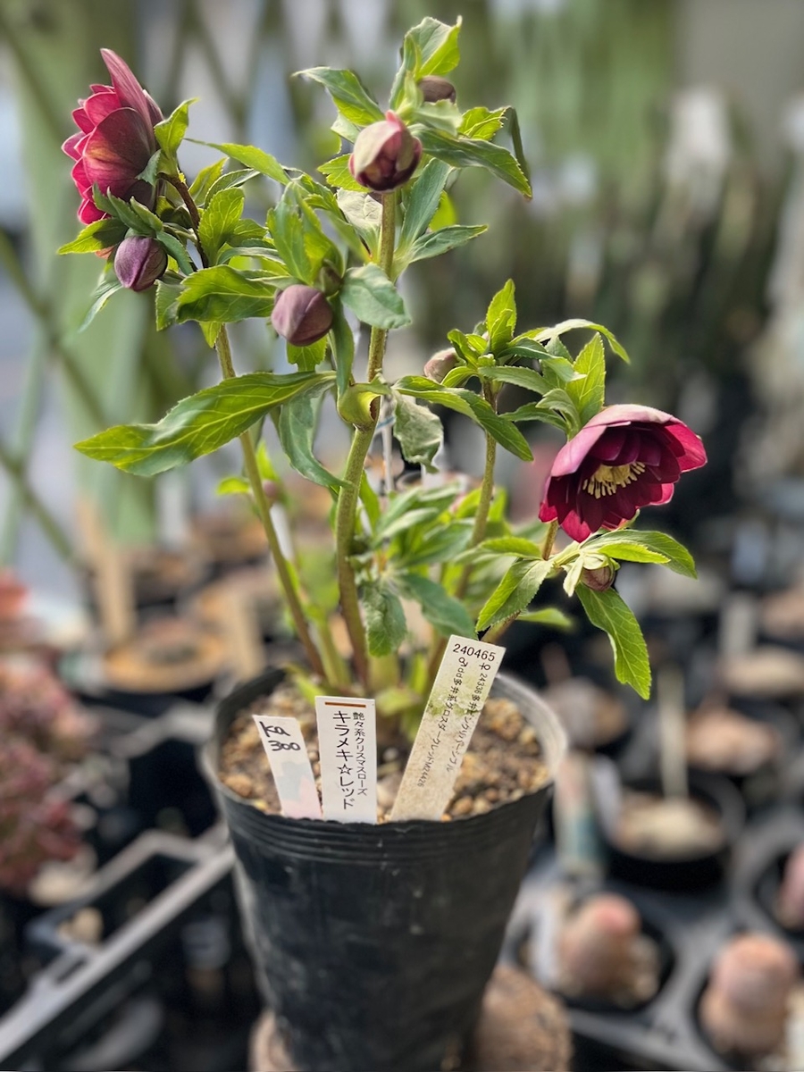 公認）【ka300】キラメキ⭐︎レッド | グリーンホビー