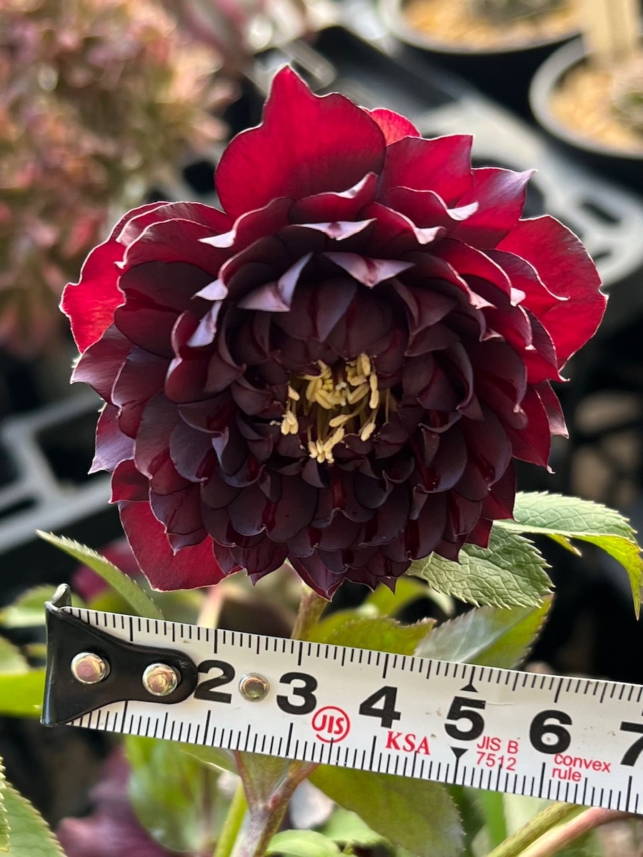 クレオパトラ【Hi51】 | グリーンホビー