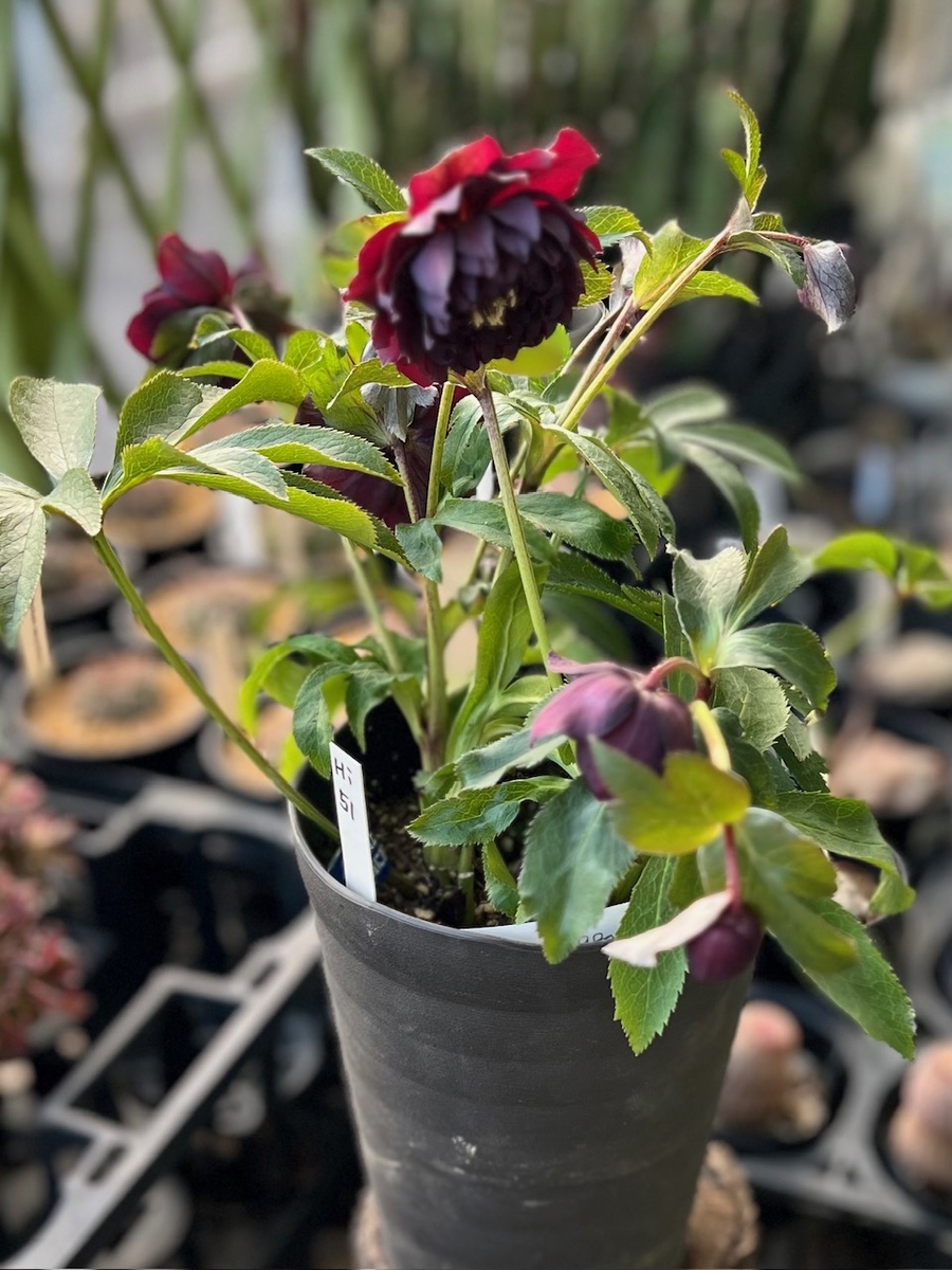 ヒ*イ様 3346⭐️ダーク　クレオパトラ⭐️整形花⭐️広瀬園芸⭐️ ヒ*イ様 3346⭐️ダーク クレオパトラ⭐️整形花⭐️広瀬園芸⭐️ b*m