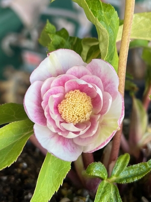 ピンクソレイユdd【Hi52】