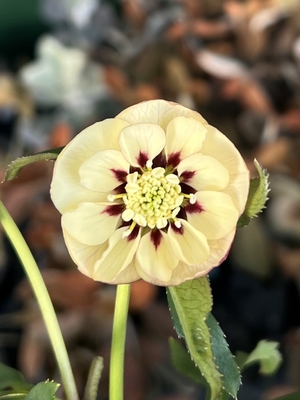 クリームdd静系微フラッシュ【ws38】