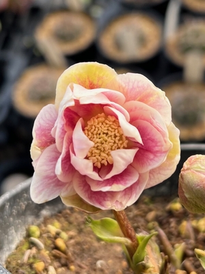 ソレイユdd　アプリコット系【Hi53】