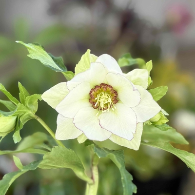 シャルウィダンスピコ【Wa17】