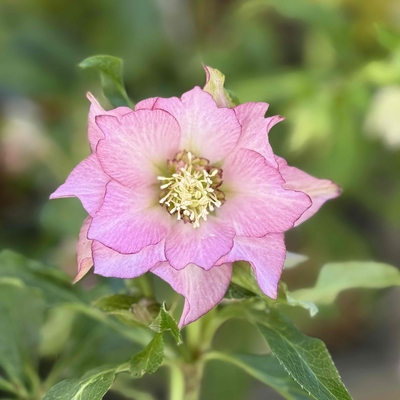 シャルウィダンス　グラデーションペールピンク【Wa18】