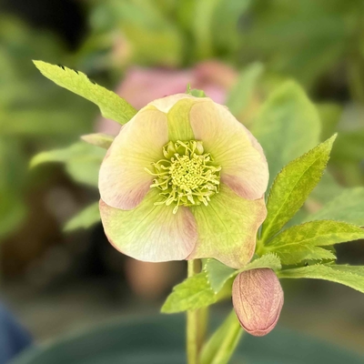 ふみ屋さんの　プルプラ交配【Fu1】