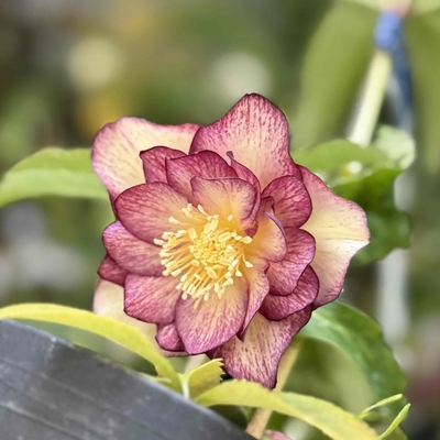 ダークレッドグラデーションオーレア【Hi41】