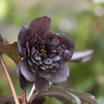 多弁スモーキーブラック【Hi42】