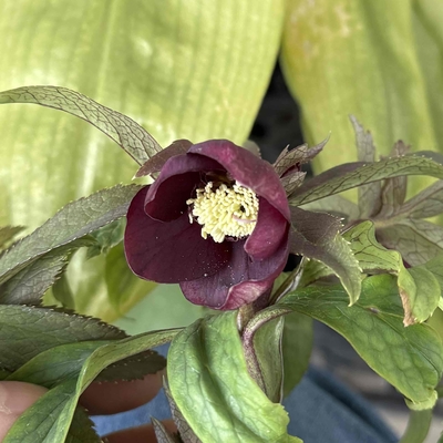 野田レッド　シベ赤【No7】