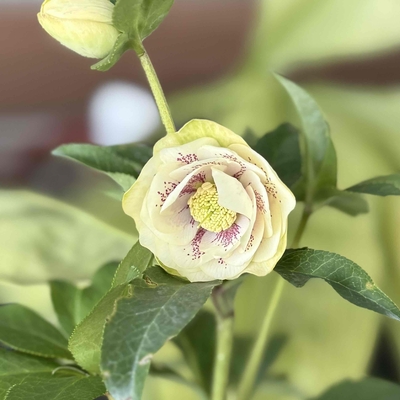 レッドスポットdd【No8】