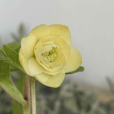 レモンクリームdd【ws39】