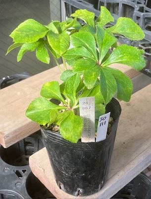 最新交配タグ苗）多弁sdねらい　♂20-843Lsdd-WG&times;♀22-892TLsd-G糸ピコティ【So111】 24-867