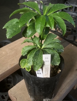 最新交配タグ苗）　♂21-D46Tdd-w (大)&times;♀21-D128Ddd-pkピコ【So112】 24-D51　大輪多弁ねらい