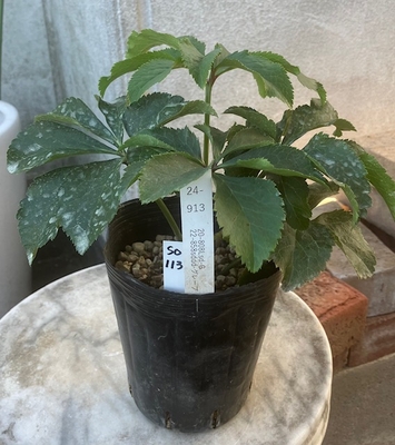 最新交配タグ苗）　Lsdねらい　♂22-858sddd-グレーブ&times;♀20-808Lsd-G（ゴールド）【So113】 24-913　