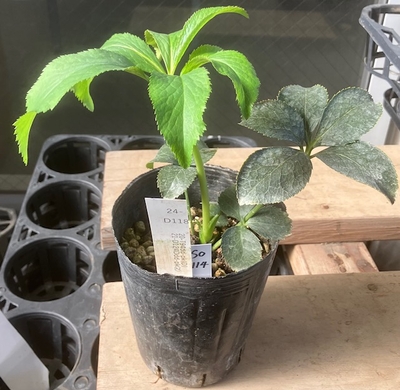 最新交配タグ苗）大輪多弁ねらい　♂21-D124Ddd-pk(2)&times;♀20-T94dd-pk(D)【So114】 24-D118