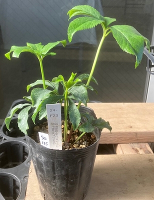 最新交配タグ苗）綾波系フリルねらい　♂22-F9dd-WフリルVG&times;♀22-F8tdd-糸ピコフリル【So115】 24-F23