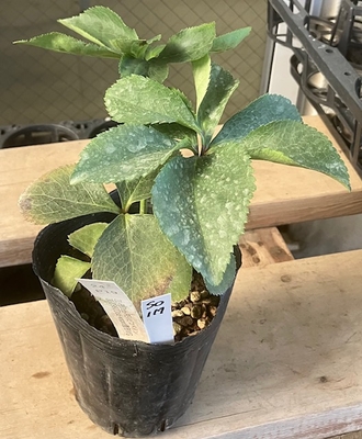 最新交配タグ苗）大輪多弁ピコティねらい　♂21-D98TDdd-wspot整形VG&times;♀21-P10dd-REVピコベイン【So117】 24-P19