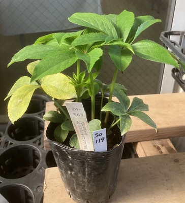 最新交配タグ苗）整形超多弁ねらい　♂21-T130Tdd-糸ピコアフ 7VG&times;♀200247Tdd-W【So119】24-T63 