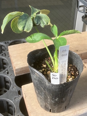 最新交配タグ苗）利休系多弁ラージsd　♂22-L199Tdd-利休多弁5VG&times;♀22-893LSDピコベイン【So120】 24-868