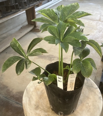 最新交配タグ苗）桜利休ゴールドラージsd多弁ねらい　♂20-843Lsdd-WG&times;♀22-L125dd-桜利休VG【So121】 