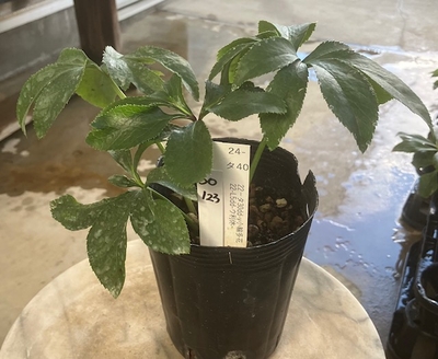 最新交配タグ苗）利休系小輪多花性　♂22-L5dd-ウ利休&times;♀22ータ30dd-V小輪多花【So123】24-タ40 