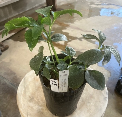 最新交配タグ苗）大輪系ねらい　♂21-D160Dddグレープ&times;♀22-D52Ddd-w【So124】 