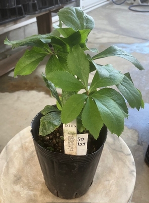 最新交配タグ苗）大輪系ねらい　♂22-D20Ddd-糸ピコ&times;♀22-D64Ddd-pagre【So127】 24-D106