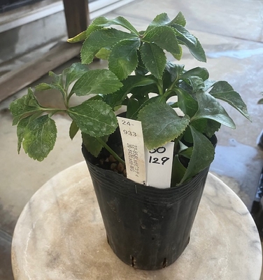 最新交配タグ苗）ゴールドsd多弁ねらい　♂20-843Lsdd-WG&times;♀22-858Lsdピコティ【So129】 24-933