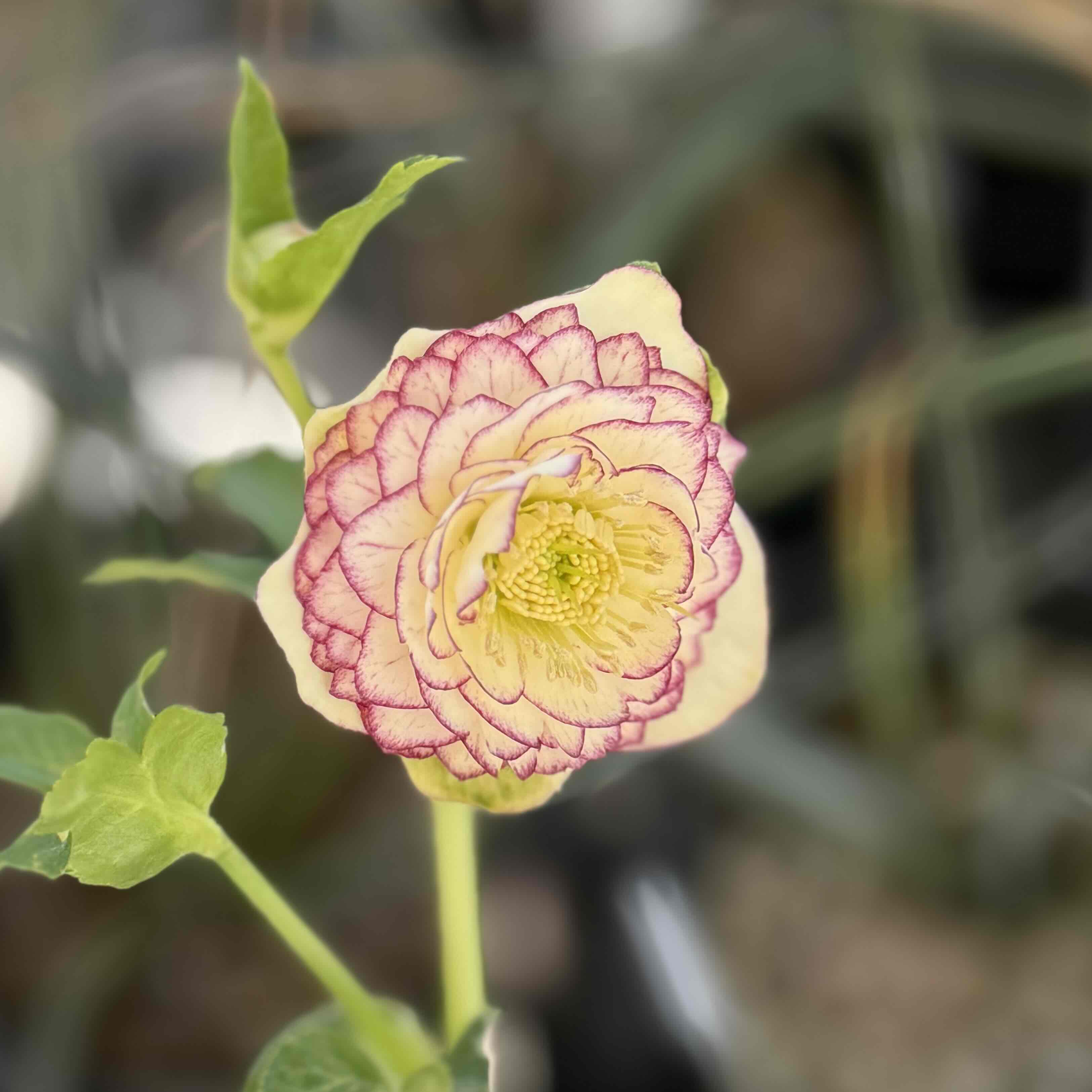 公認）リトルアフロディーテ 段咲き グロス血統【ka321】 | グリーンホビー