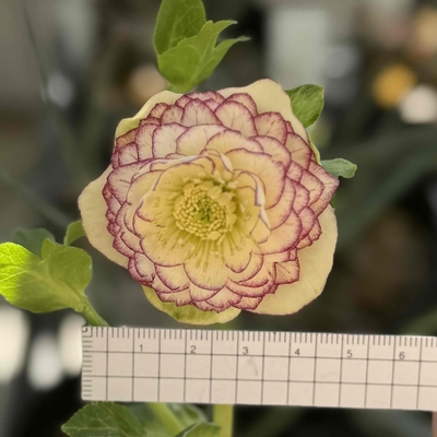 公認）リトルアフロディーテ 段咲き グロス血統【ka321】 | グリーンホビー