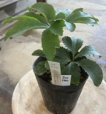 最新交配タグ苗）大輪多弁整形ピコティねらい　♂21-D98TDdd-wspot鍪形VG&times;♀21-P10dd-REVピコベイン【So130】 24-P19