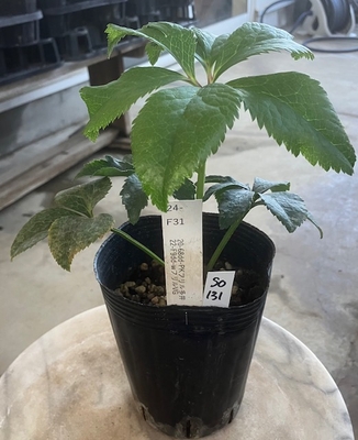 最新交配タグ苗）綾波系フリルピコティ　♂22-F9dd-WフリルVG&times;♀20-68dd-PKフリル多弁【So131】 24-F31