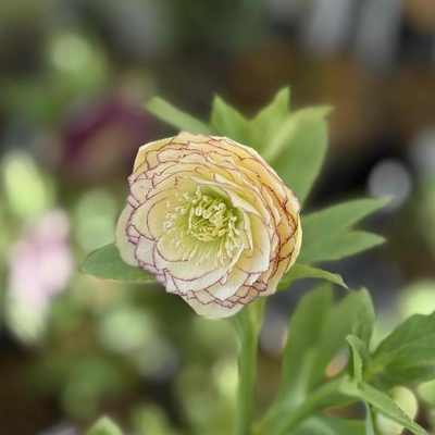 公認）アフロディーテ【ka322】