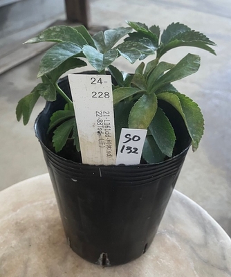 最新交配タグ苗）多弁sd利休ねらい　♂22-88Tsd-（千）&times;♀21-L161dd-利休（sd）【So132】 24-228