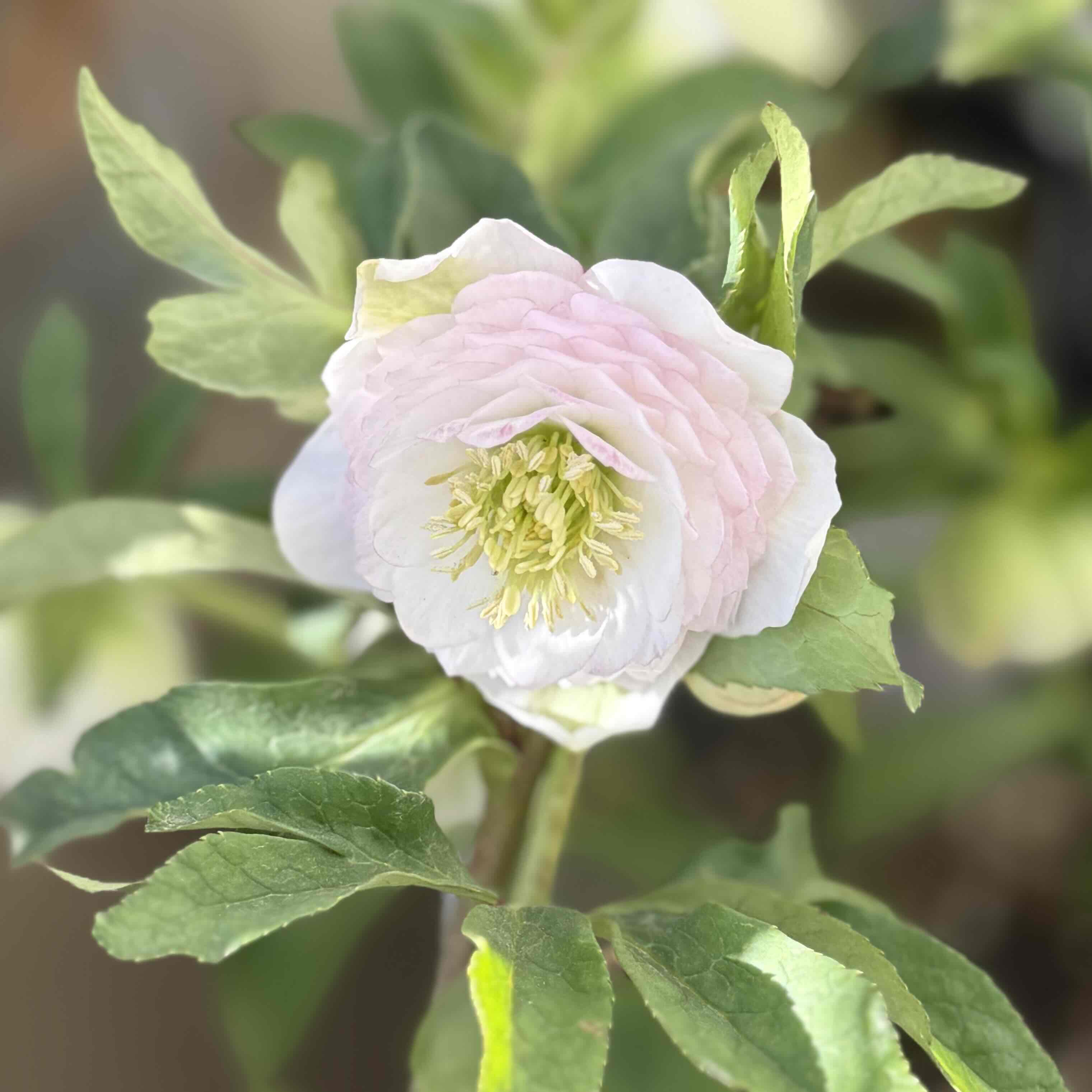 公認）ホワイトアフロディーテ 小輪血統【ka323】 | グリーンホビー