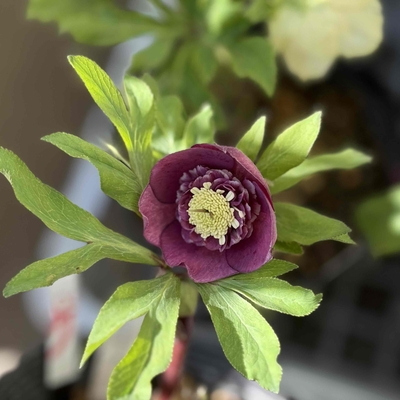 公認）アンティークモーリー　ホワイトリップネクタリー　グロス血統【ka324】3.5㎝