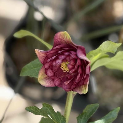 公認）アンティークアフロディーテ　グロス血統【ka325】