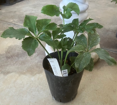 最新交配タグ苗）整形多弁ラージsdねらい　♂22-T52Tsd-REVピコ&times;♀22-802Lsd-greVG【So135】 24-900