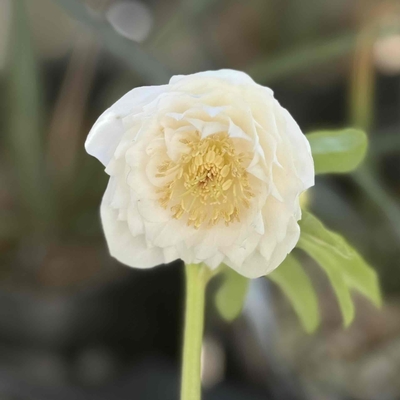 公認）ホワイトアフロディーテ【ka326】ゴールド