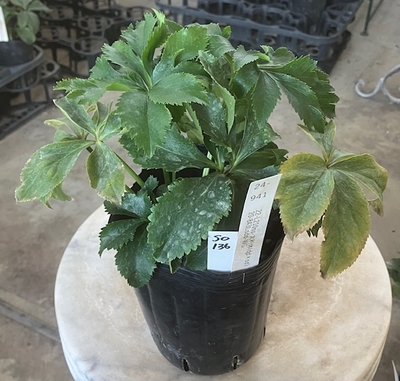 最新交配タグ苗）利休系sdねらい　♂20-843Lsdd-WG&times;♀22-L210sS-太利休（ddxsd）【So136】 24-941