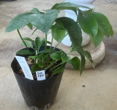 最新交配タグ苗）一茶ゴールドねらい　♂20-843Lsdd-WG&times;♀22-J15dd-一茶VG【So137】 24-931